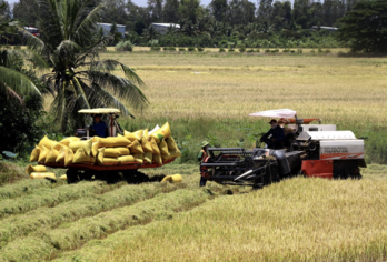 Khi nông dân biến sợi rơm thành sợi vàng