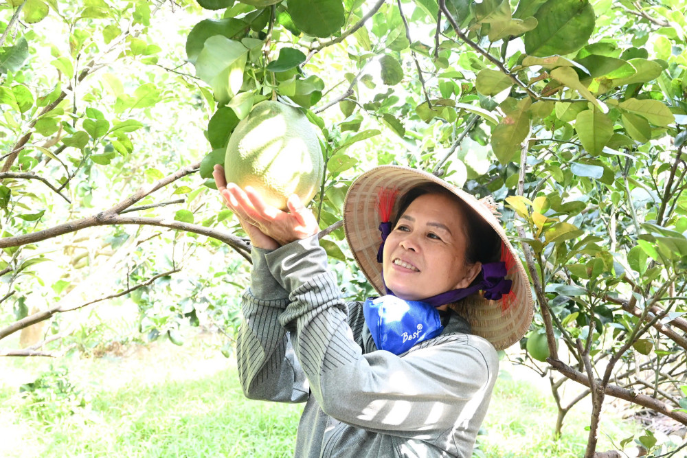 Bà Mai Thị Kim Phượng (xã Nhơn Thạnh Trung, TP.Tân An) tiên phong sử dụng phân bón hữu cơ trong trồng bưởi, vừa nâng cao năng suất, vừa bảo vệ môi trường