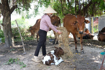 Thoát nghèo nhờ nuôi bò