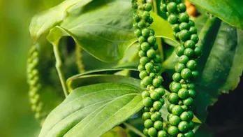 Vietnam's pepper exports surpass 1 billion USD in first 10 months