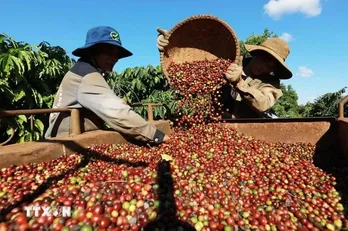 Coffee exports set to hit 5.6 billion USD in 2024