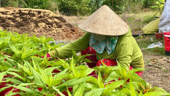 Tân Hưng: Nông dân tất bật vào vụ hoa tết