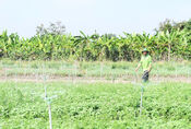 Focus on developing green agriculture