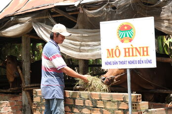 Thoát nghèo bền vững nhờ nuôi bò sinh sản