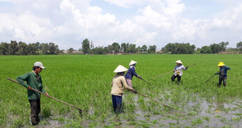 Sâu, bệnh ít gây hại đầu vụ sản xuất lúa Đông Xuân