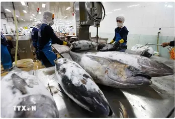 Vietnam’s tuna exports gain larger market shares in key markets