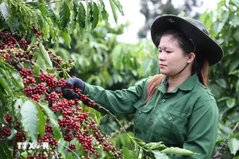 Vietnam’s coffee exports possibly top 5 billion USD for first time