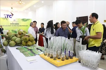 Vietnamese coconut becomes high-value export