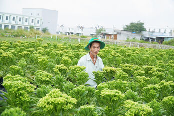 Farmers in Can Giuoc busy growing flowers for Tet.