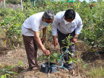 Xây dựng thương hiệu 'Mai vàng Thủ Thừa'