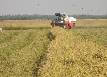 Long An strives to achieve rice output of 2.95 million tons in 2025