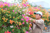 Picturesque colors from Tet flower gardens