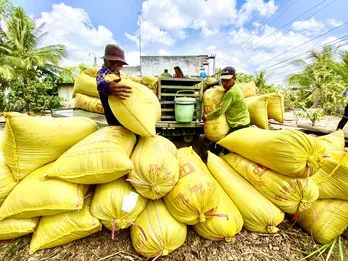 Giá gạo Việt Nam tiếp tục lao dốc, nông dân lo lắng