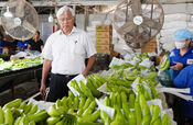 Bringing Vietnamese bananas out of the border