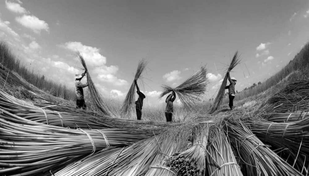 Hình ảnh người dân vùng Mỹ Hạnh (huyện Đức Hòa) thu hoạch cây cỏ bàng (Nguồn ảnh từ nhiếp ảnh gia Thanh Bình)