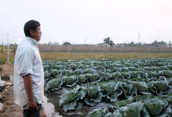 Nông dân trồng rau sạch phục vụ thị trường tết