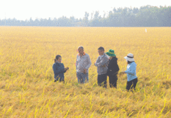 Surveying the 1 million hectares of high-quality, low-emission rice model in Tan Thanh district