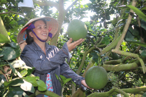 Organic agricultural products are favored by customers during Tet holiday