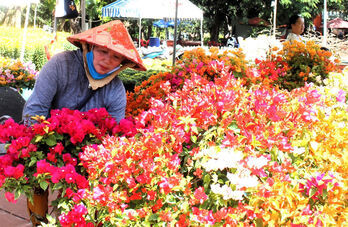 Hoa kiểng vào xuân