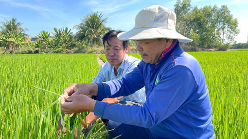 Nông dân vui xuân không quên đồng ruộng