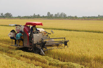 Nông dân kỳ vọng năm mới sản xuất thuận lợi, 'được mùa - được giá'