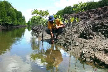 Indonesia hopes to gain big from peat, mangrove restoration