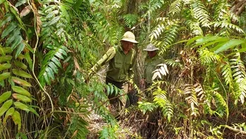 Mekong Delta provinces tighten measures to prevent forest fires