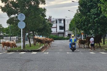 Đàn bò hơn 70 con thả rông trong nội ô TP.Tân An