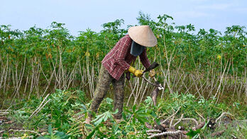 Khoai mì rớt giá