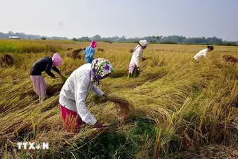 Giá gạo của Ấn Độ tiếp tục giảm do nhu cầu yếu và nguồn cung dồi dào