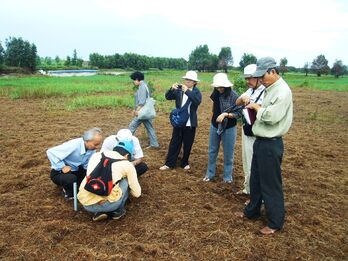 Tràm chim hoang dã - Báu vật xanh của Đồng Tháp Mười