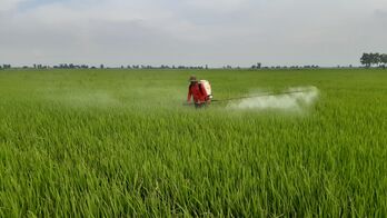 Sâu, bệnh gây hại trên lúa tăng